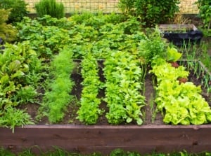 Fall kitchen raised garden bed filled with rows of leafy lettuce, beets, carrots, arugula, onions, radishes, and parsley.