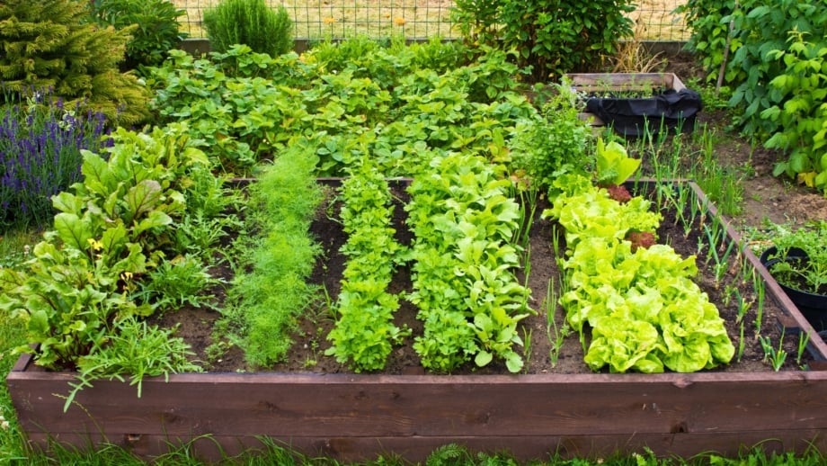 Fall kitchen raised garden bed filled with rows of leafy lettuce, beets, carrots, arugula, onions, radishes, and parsley.