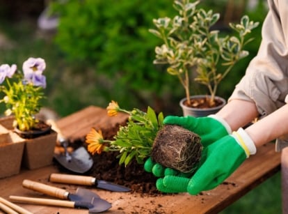Fall planting spring flowers, showing a gardener wearing green gloves while holding an uprooted plant ready to be planted in the fall