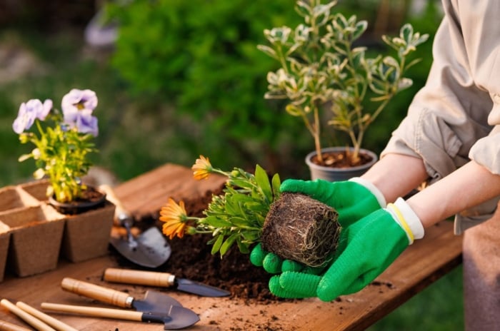 Fall planting spring flowers, showing a gardener wearing green gloves while holding an uprooted plant ready to be planted in the fall