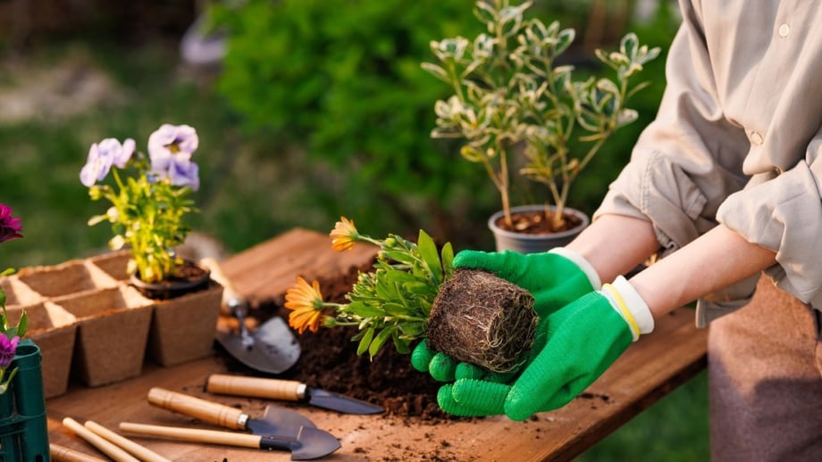 Fall planting spring flowers, showing a gardener wearing green gloves while holding an uprooted plant ready to be planted in the fall