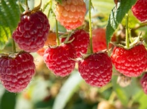Fall raspberry care with a bush having countless red berries dangling from a healthy plant with bright green foliage