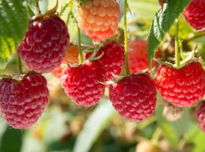 Fall raspberry care with a bush having countless red berries dangling from a healthy plant with bright green foliage