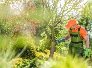 Fall tree care, done by a gardener wearing clothes meant for landscape work, using hand to check out a tree's trunk