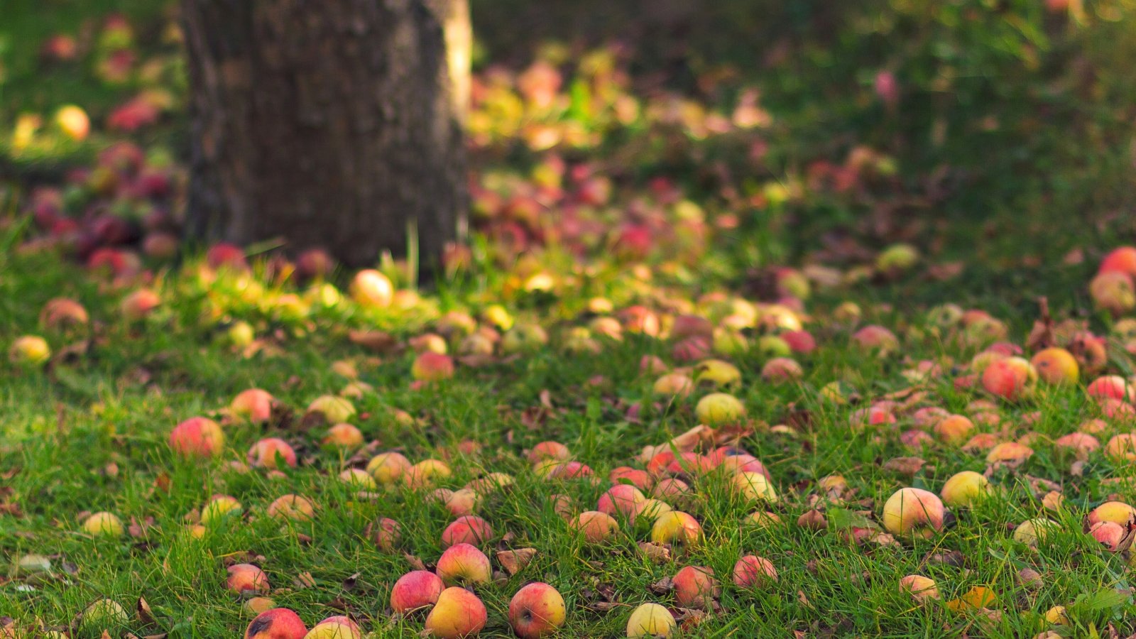 Fallen red and yellow apples lie scattered on green grass mixed with dry brown leaves beneath the apple tree in the garden.