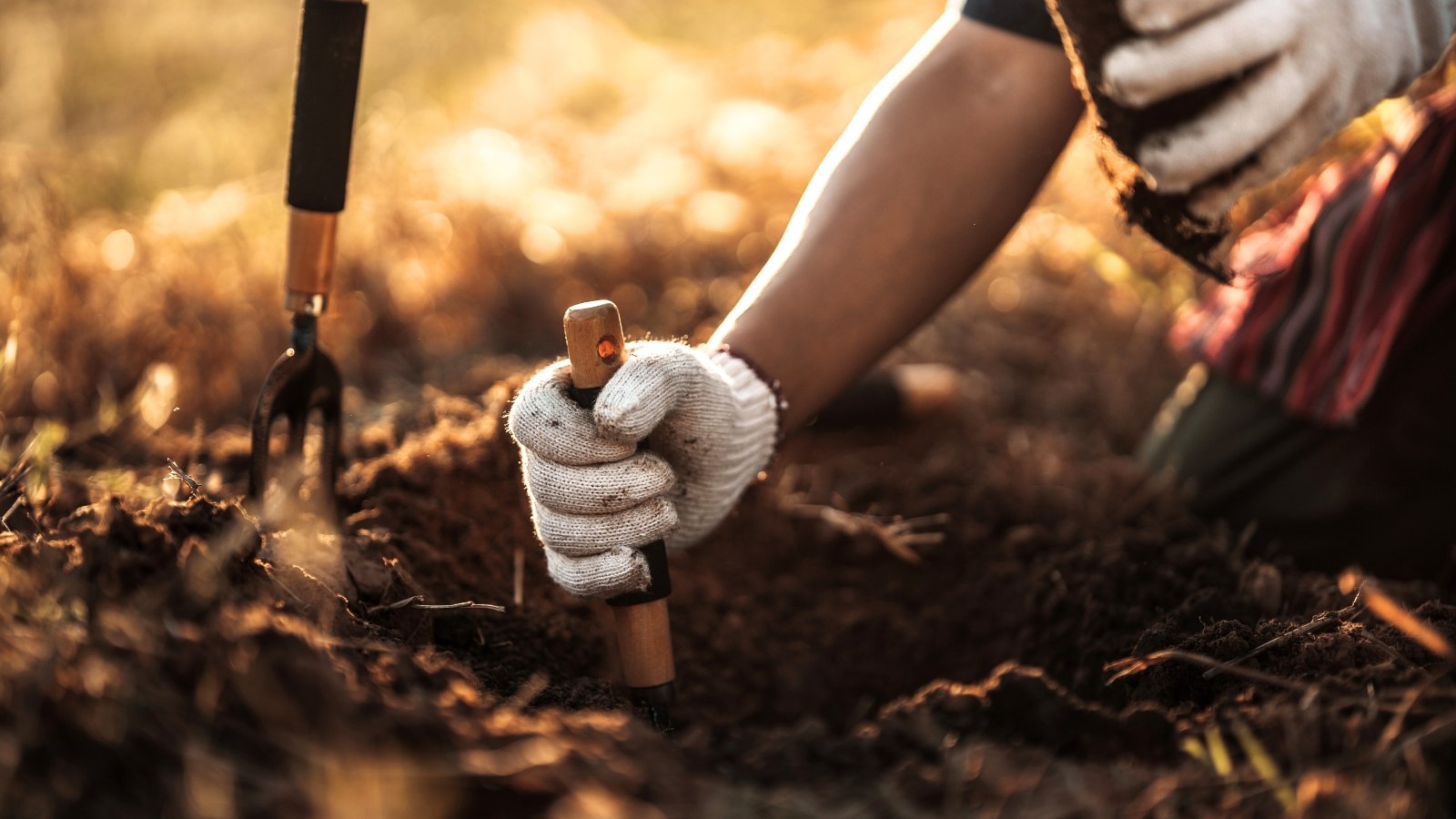 A gardener in a white glove with a shovel digs a hole in the soil before mixing the soil