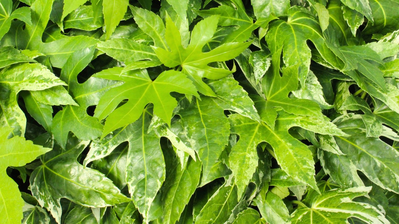 A dense layer of large, glossy green leaves with deep lobes, some of which are variegated with creamy white splotches.