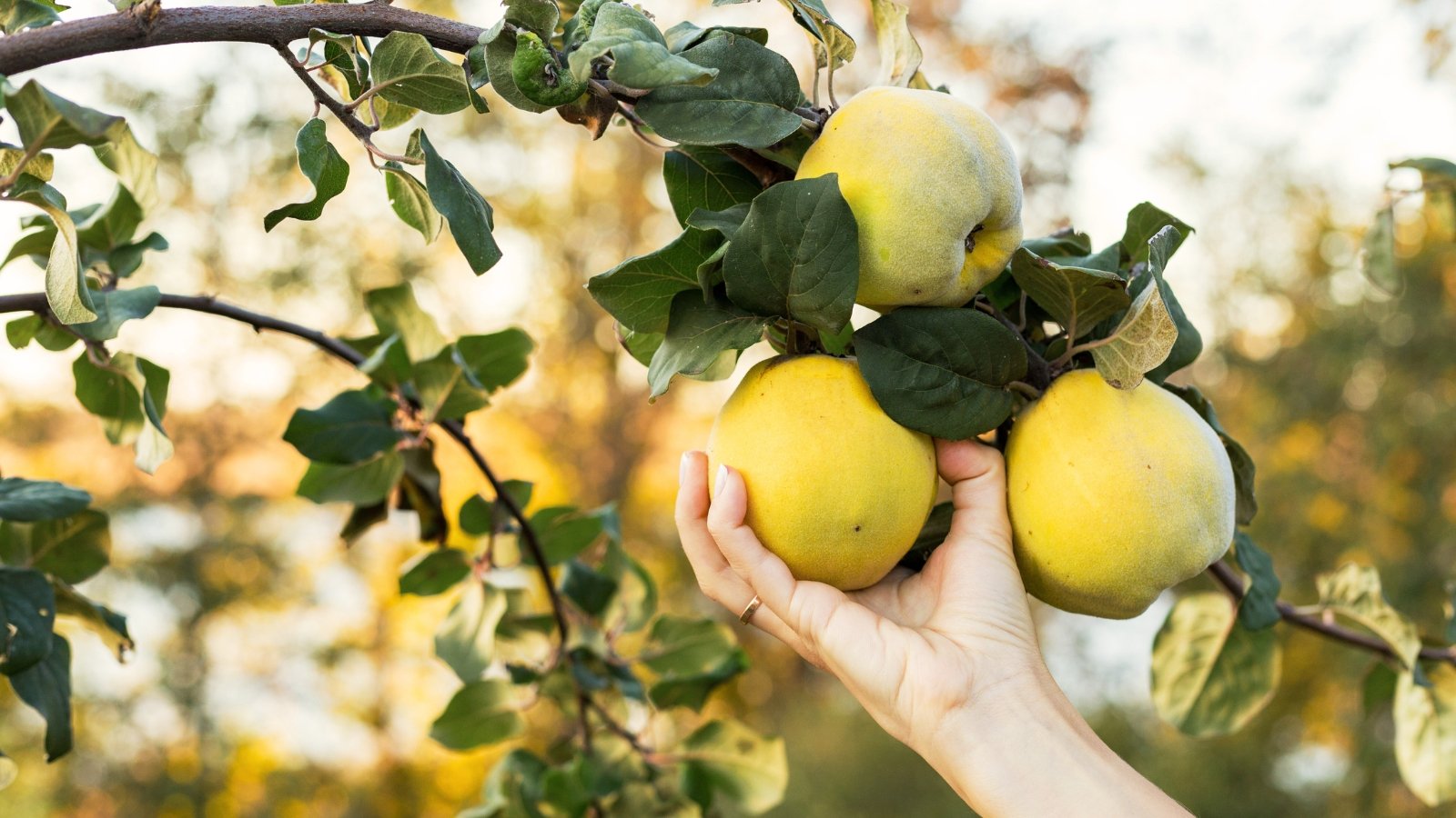 A female hand picks a fresh, juicy, ripe quince fruit with bright yellow skin from a branch surrounded by green leaves.