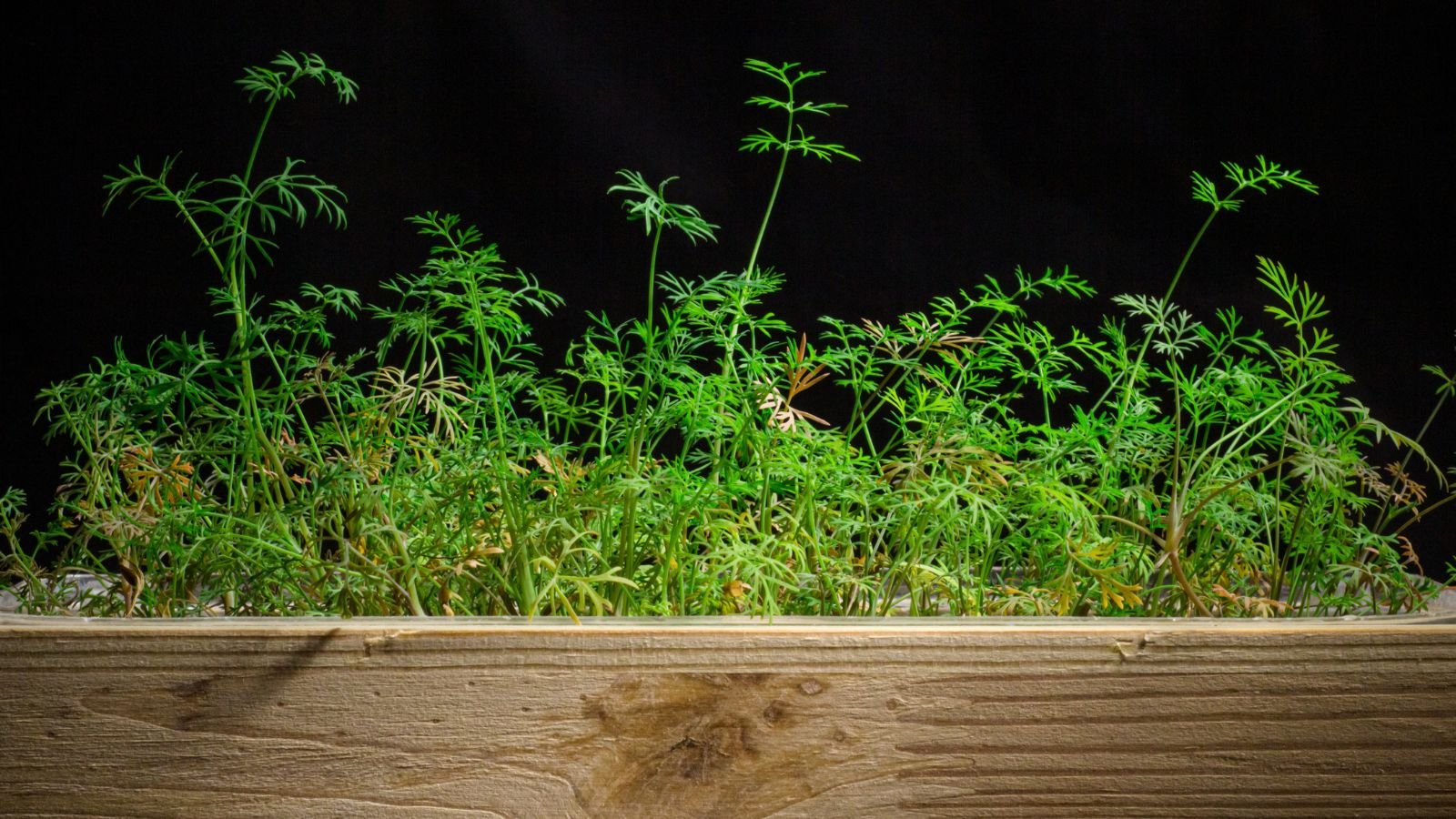 A close-up shot of a small composition of slender feathery foliage of the Fennel plant, placed in a wooden rectangular planter