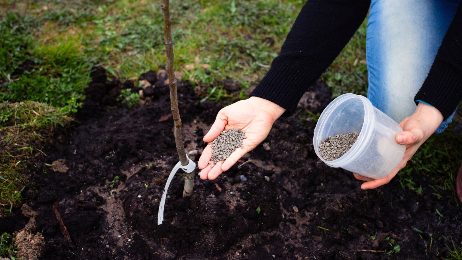 A woman in a black sweater applies granular fertilizer from a container to a young fruit tree planted in loose soil in the garden.