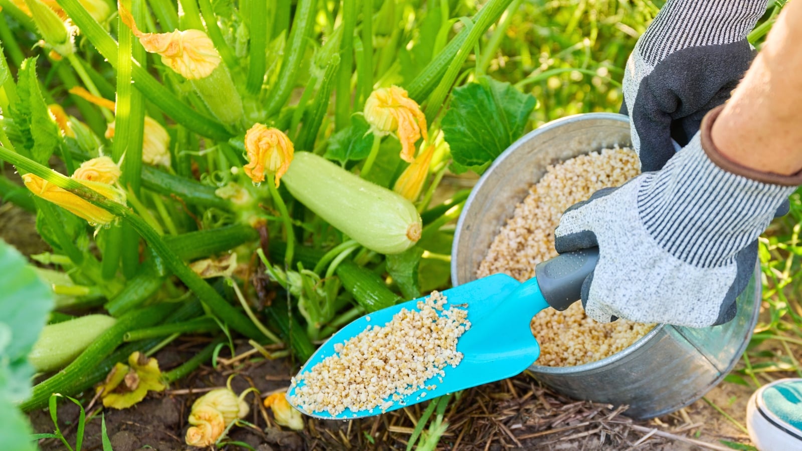 A gardener wearing grey gloves uses a blue shovel to spread granular fertilizer around a flowering and fruiting plant in the garden.