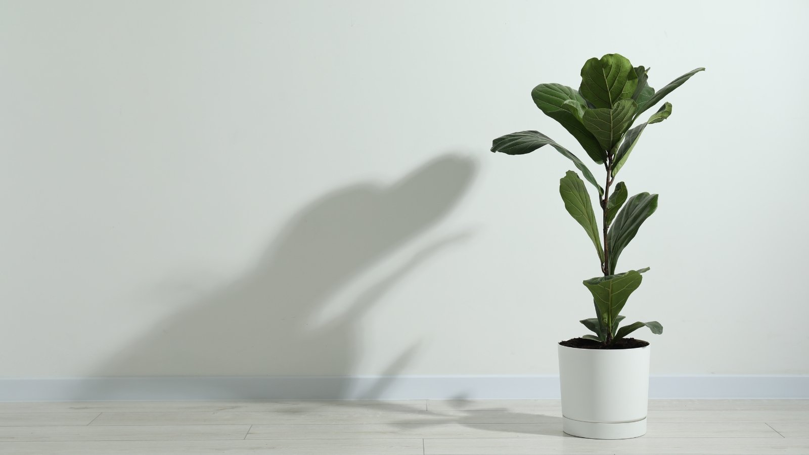 Plant with large, glossy, fiddle-shaped dark green leaves featuring prominent veins, potted in a white pot in a bright room.