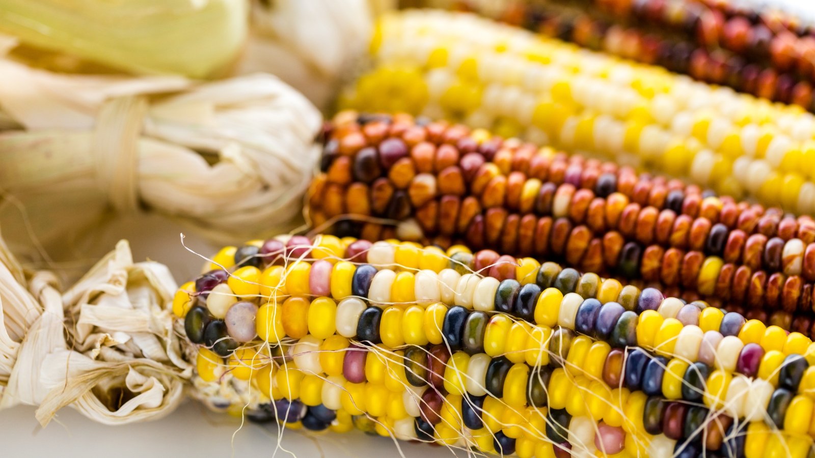 Corn cobs featuring cheerful, bright multicolored kernels arranged in festive patterns.