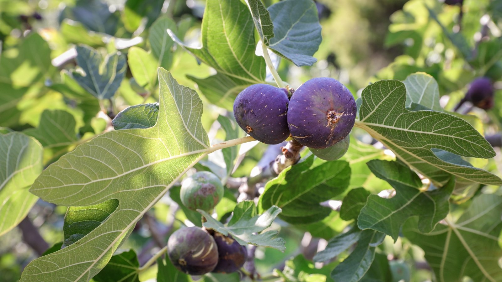 Large lobed green leaves with deep veins surround plump pear-shaped fruits in shades of purple hanging from sturdy branches.