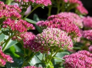 Fix floppy sedum with lovely flower mounds having a vivid pink hue, placed in a garden with abundant sunlight