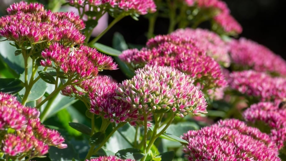 Fix floppy sedum with lovely flower mounds having a vivid pink hue, placed in a garden with abundant sunlight