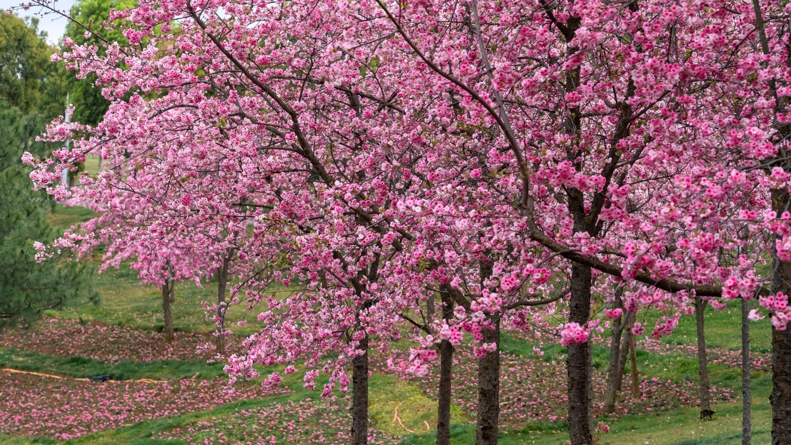 Delicate branches are adorned with clusters of soft, five-petaled blossoms in shades of pink, creating a full, cloudlike display along the bare stems.