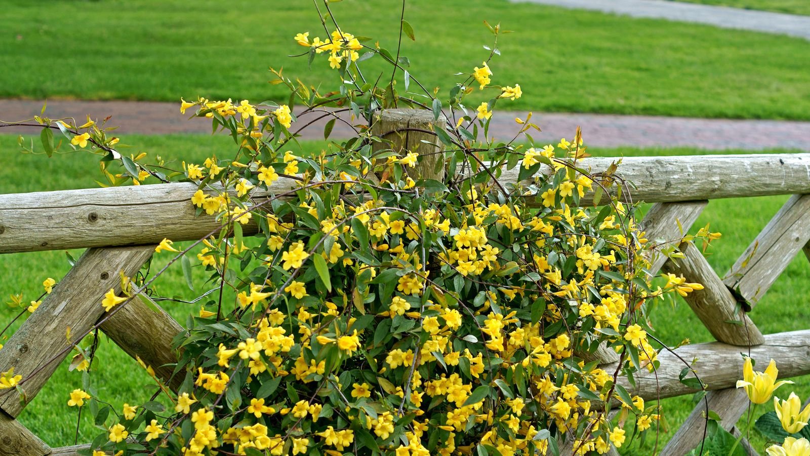 Flowering vines attached to an upright structure, appearing to be made of logs placed on a flat field