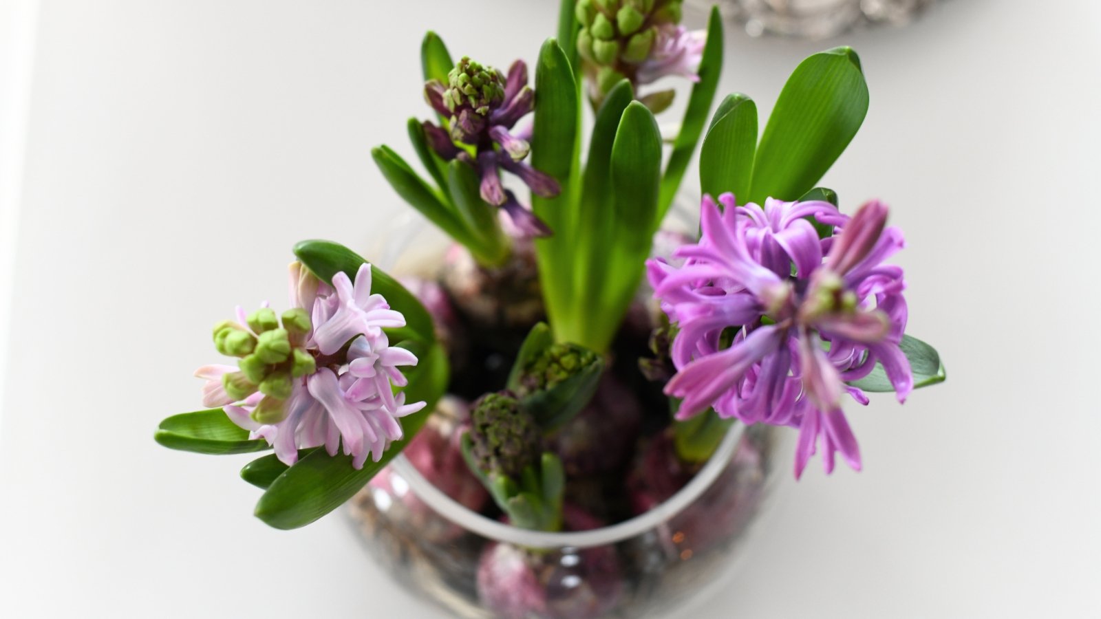 A top view shows purple hyacinth flowers just beginning to bloom, their bulbs submerged in a clear glass container filled with water.