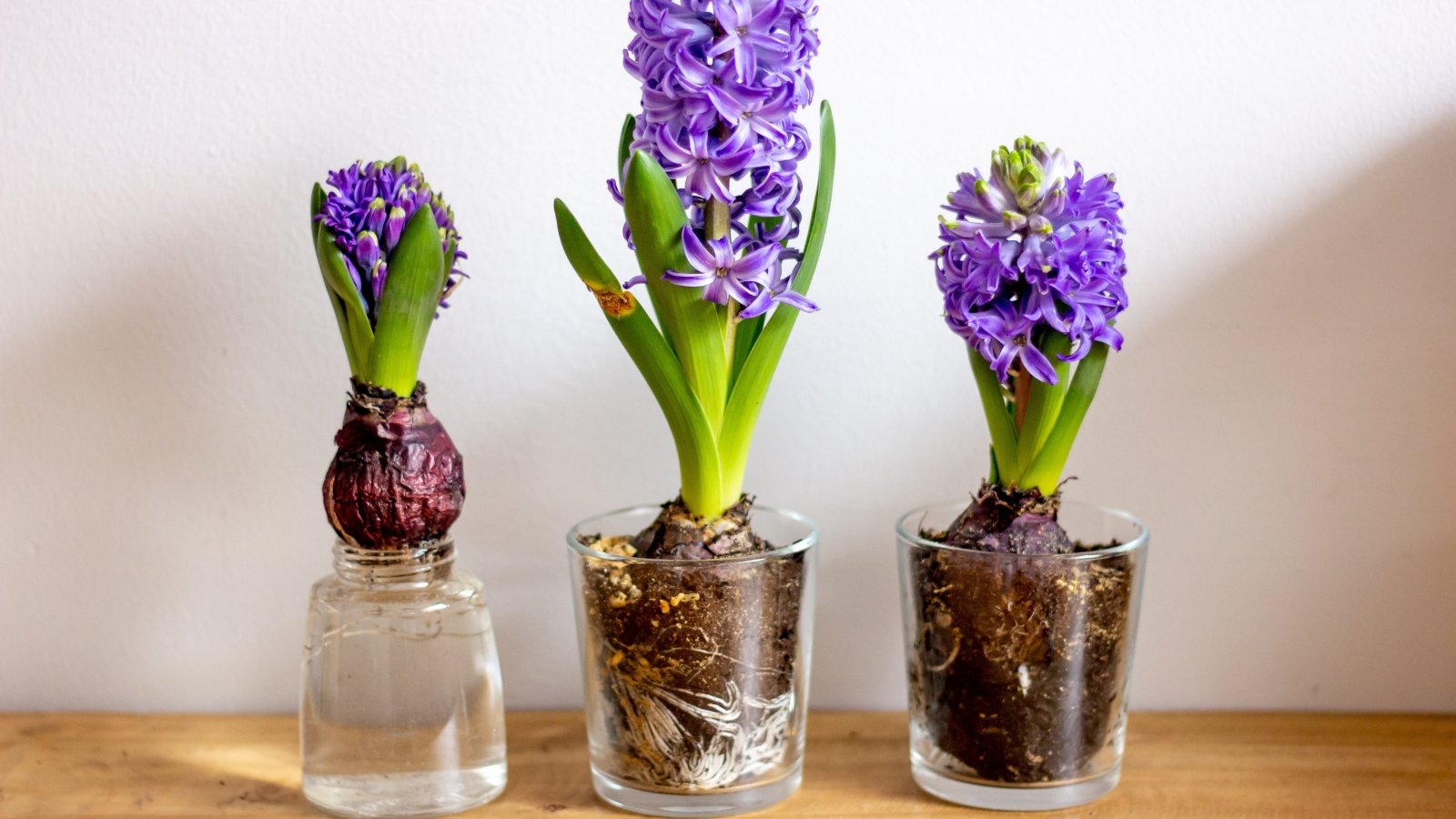Three hyacinth bulbs with green leaves and purple blossoms grow in clear glass vases, displayed on a wooden table indoors.