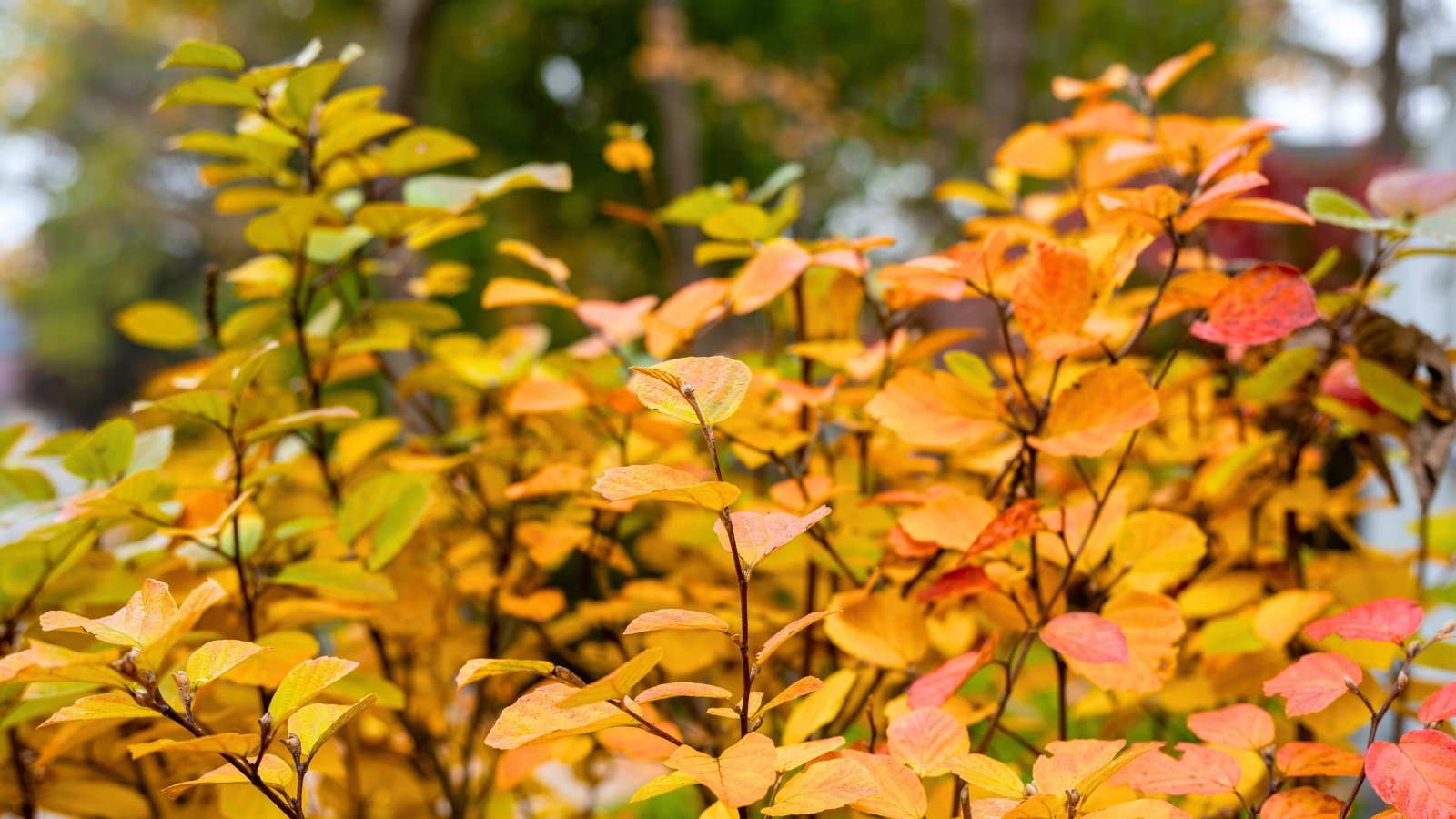 A shrub features rounded leaves with a puckered texture, showing a color gradient from bright yellow to vibrant orange and pinkish-red.