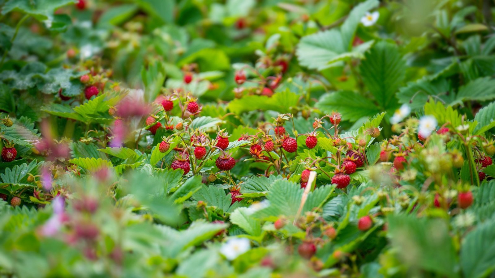 Low-growing plants with trifoliate, serrated green leaves and small, glossy red berries nestled among the foliage.