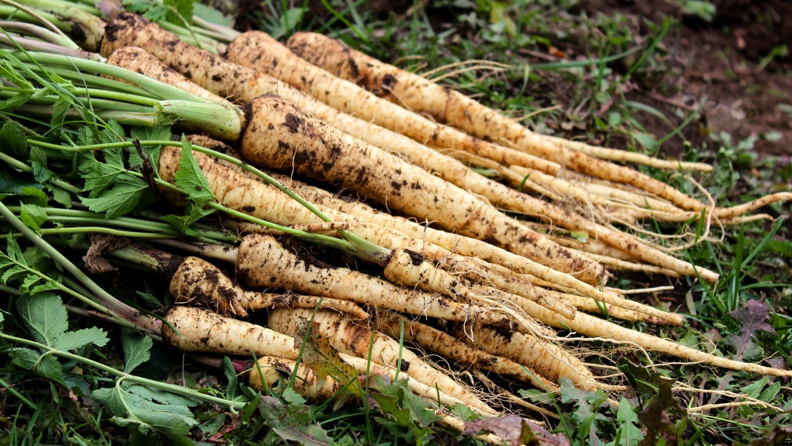 A pile of freshly harvested roots with long, cream-colored tapered bodies lies on the ground, surrounded by vibrant green leaves with serrated edges and feathery, pinnate shapes.