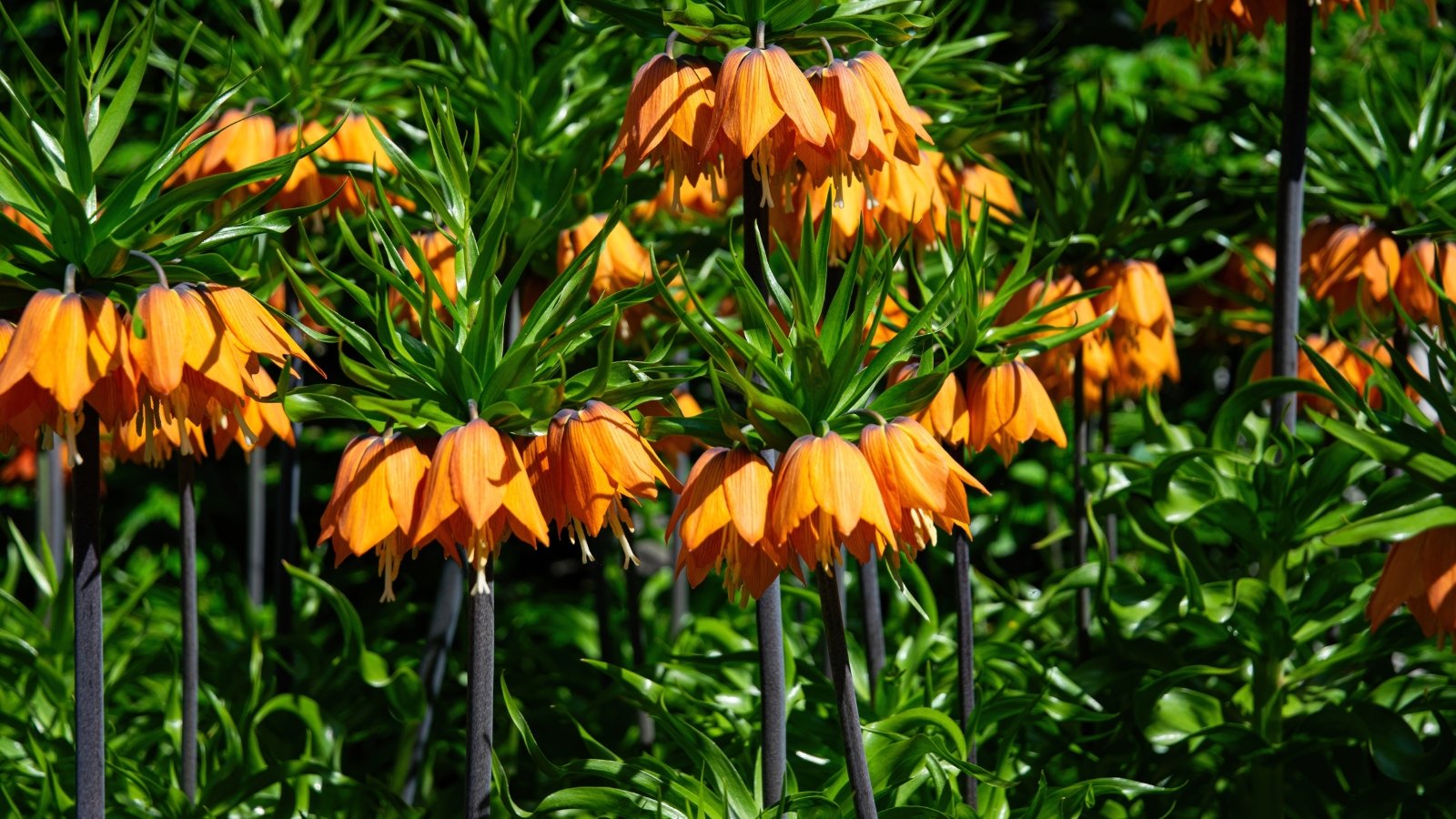 Tall stems topped with downward-facing, bell-shaped orange flowers surrounded by a tuft of green leaves.