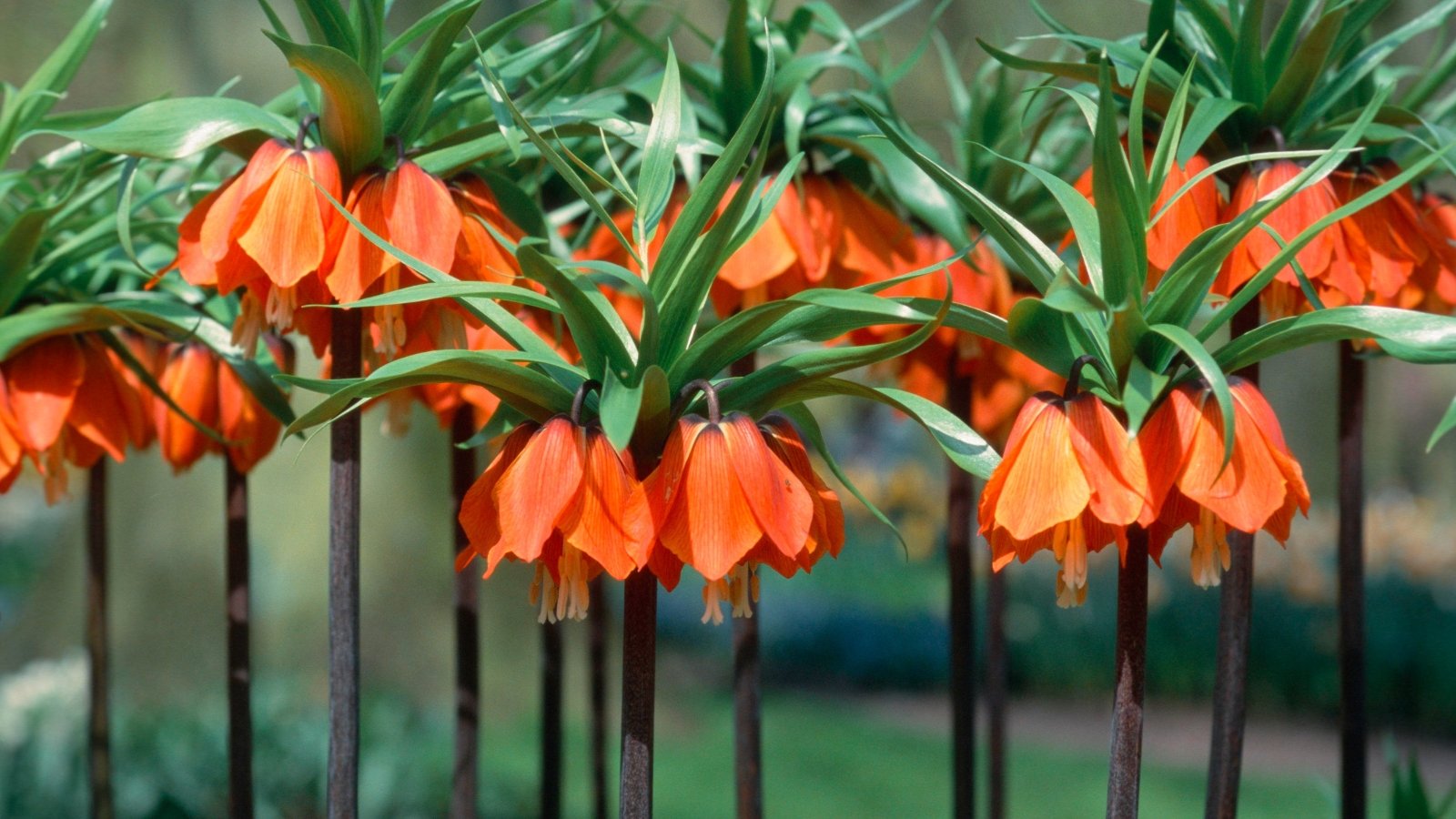 Nodding, bell-shaped flowers with deep reddish-purple petals and delicate green-tinted bases hang gracefully on slender stems.