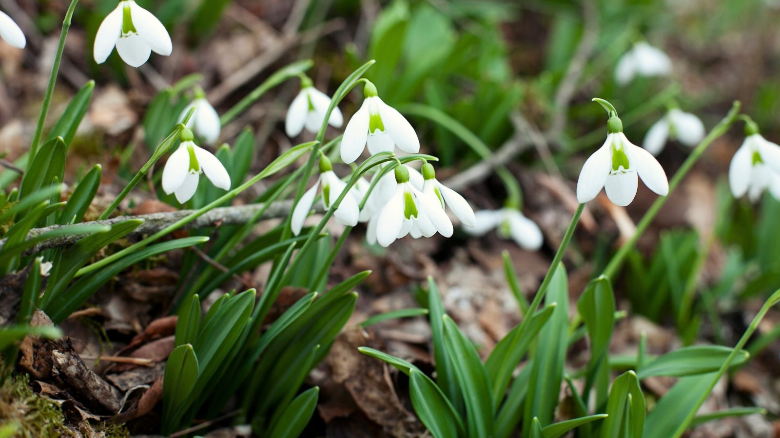 Delicate white, nodding bell-shaped flowers with slender green leaves emerging from the ground.