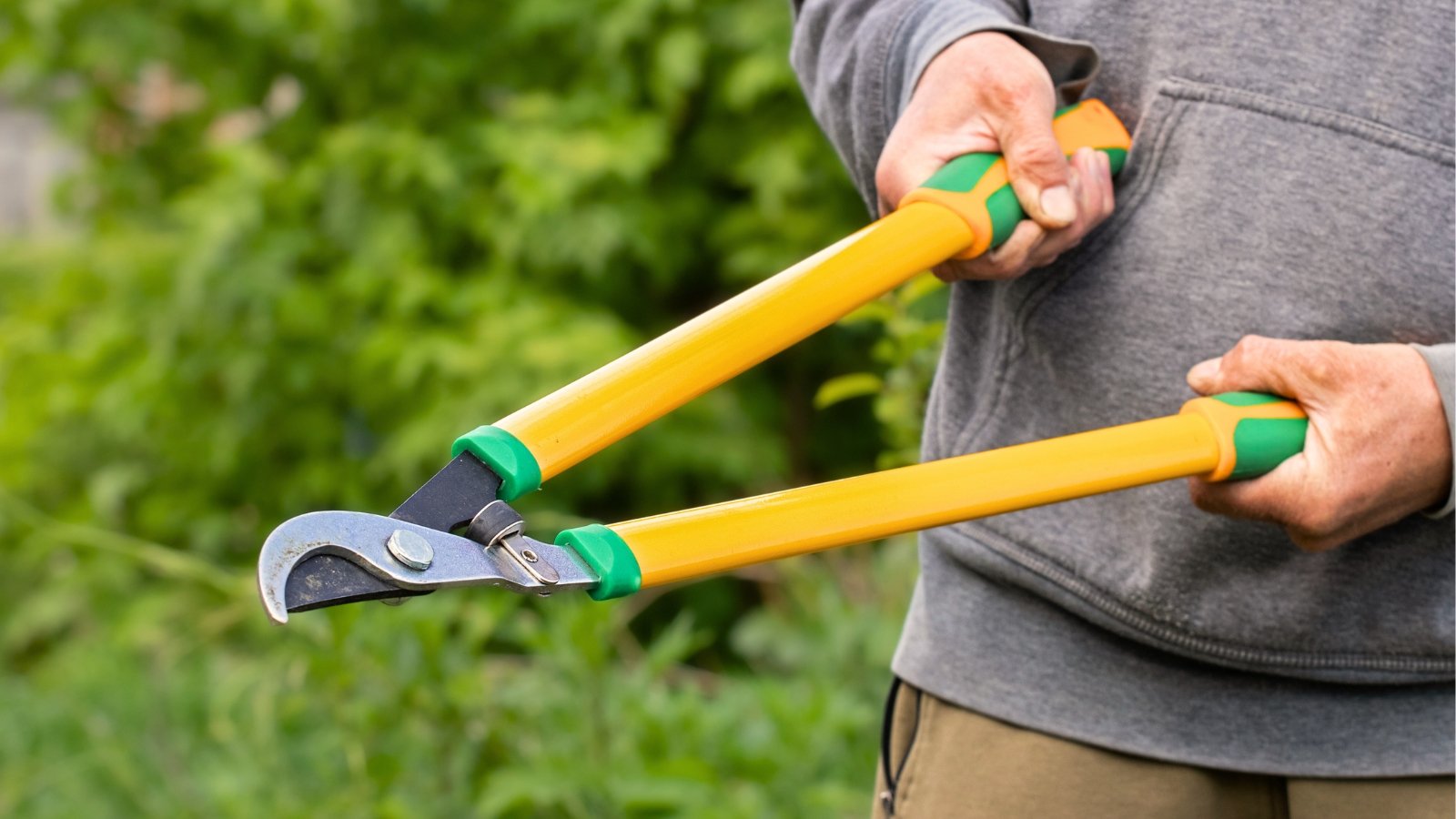 Gardener holding sturdy garden loppers with long yellow-green handles and sharp, curved metal blades designed for cutting thick branches.