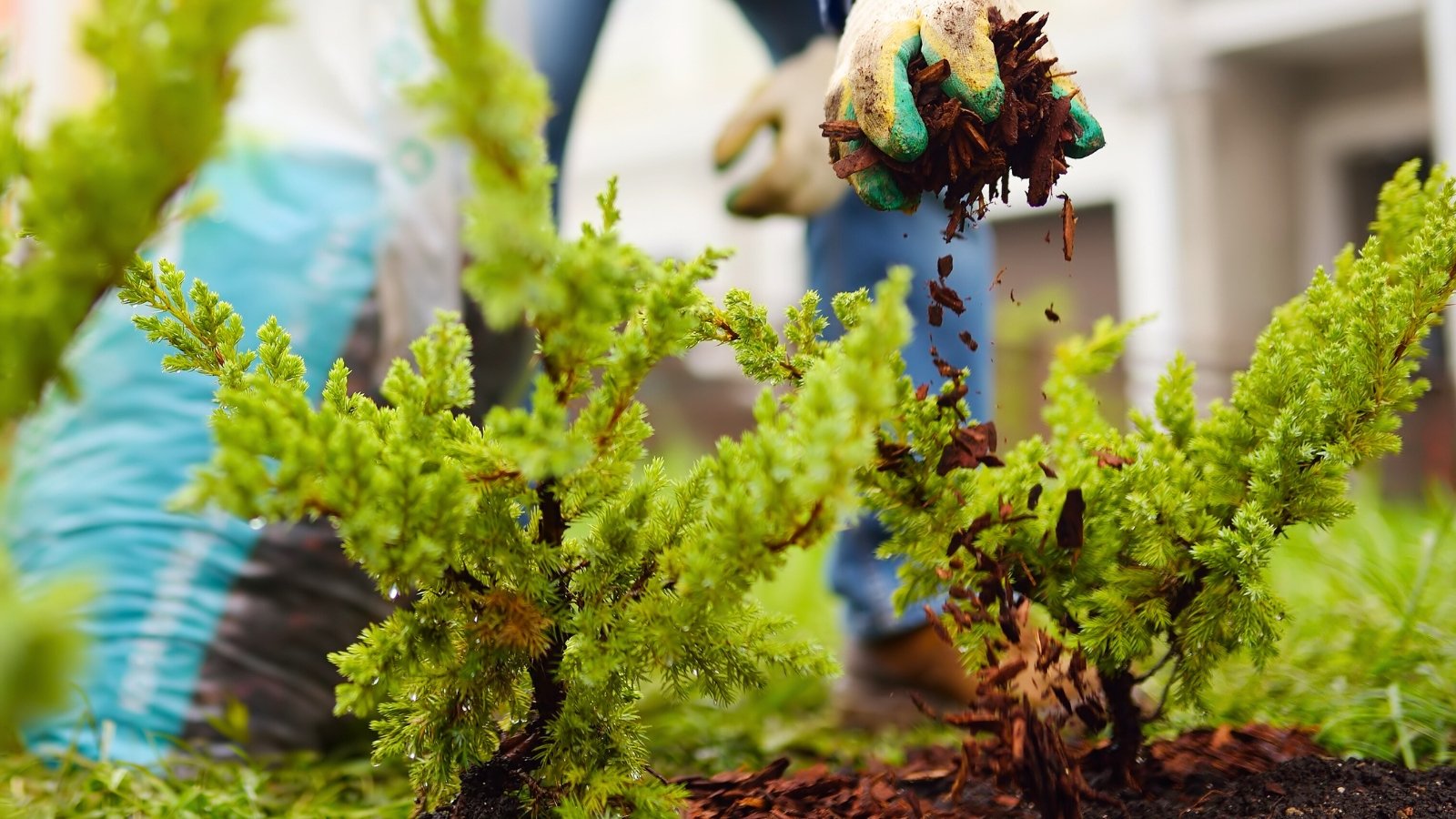 Gardener spreads pine bark mulch around juniper plants, covering the soil and highlighting the green foliage.