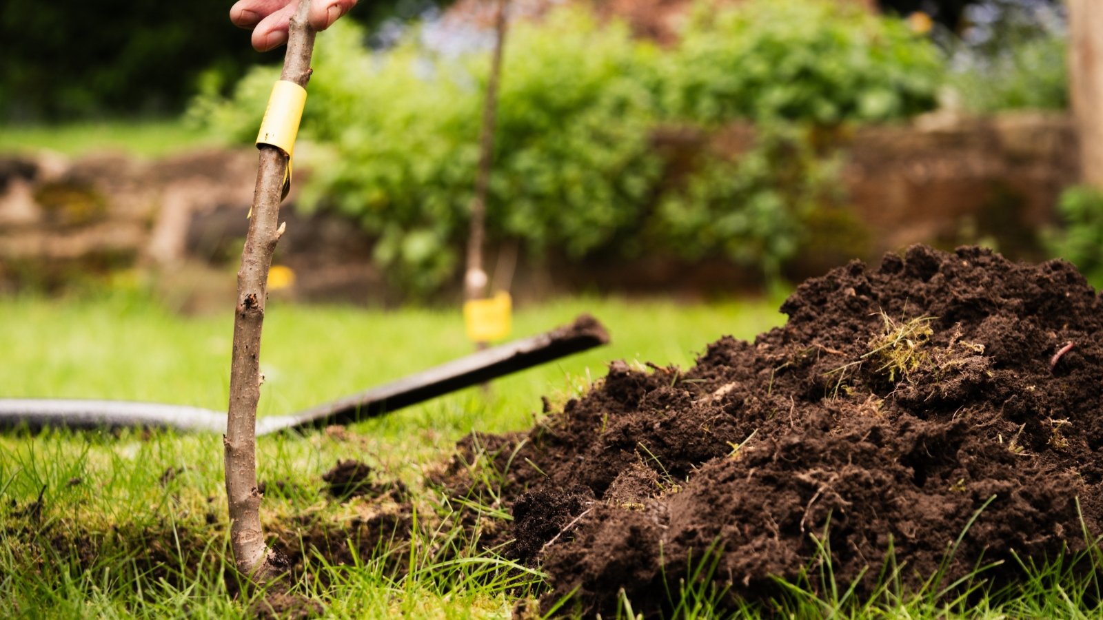Gardener places a young fruit tree seedling into a soil hole next to a small pile of rich garden soil.