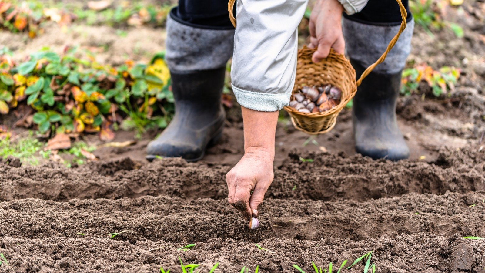 Female gardener holding a wicker basket of garlic cloves, planting one into loose soil in a vegetable garden.