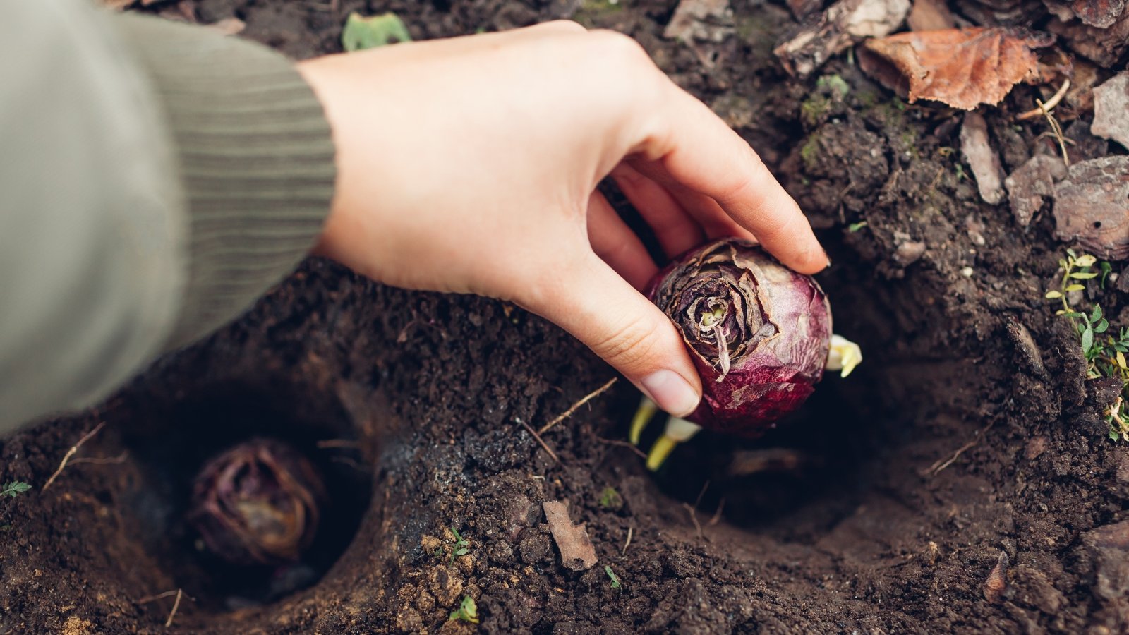 A woman’s hand lowers a hyacinth bulb with purple husks into a small hole in dark, loose soil.