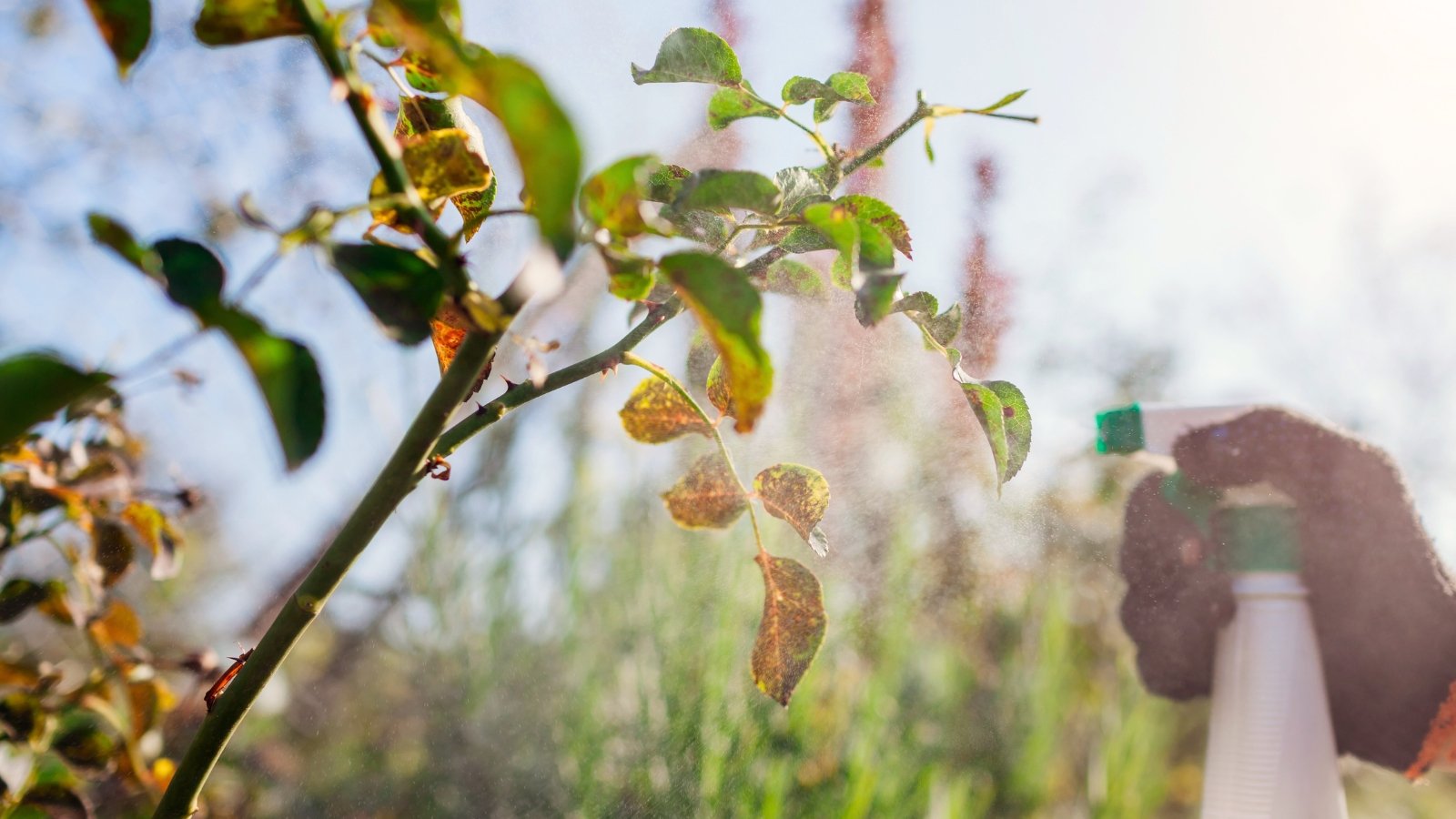 A gardener with a white sprayer sprays a rose plant with yellow and brown spots on green jagged foliage in an autumn garden.