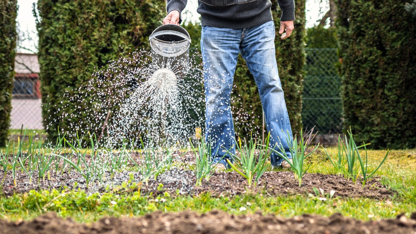 Gardener waters garlic plants with long, slender green leaves in a garden bed using a metal watering can.
