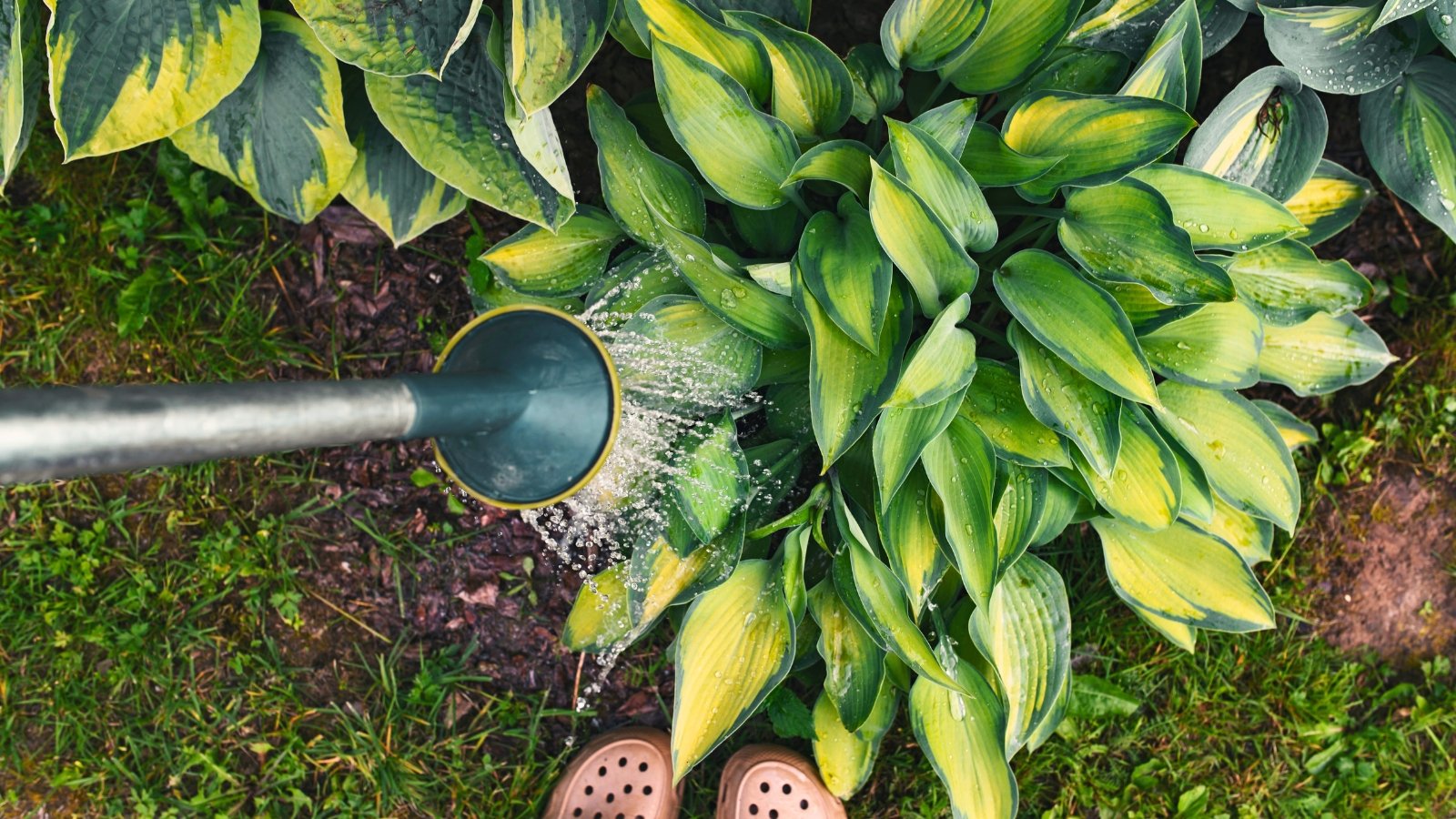 Gardener pouring water from a large metal watering can onto hosta bushes with deep green and light green variegated leaves.