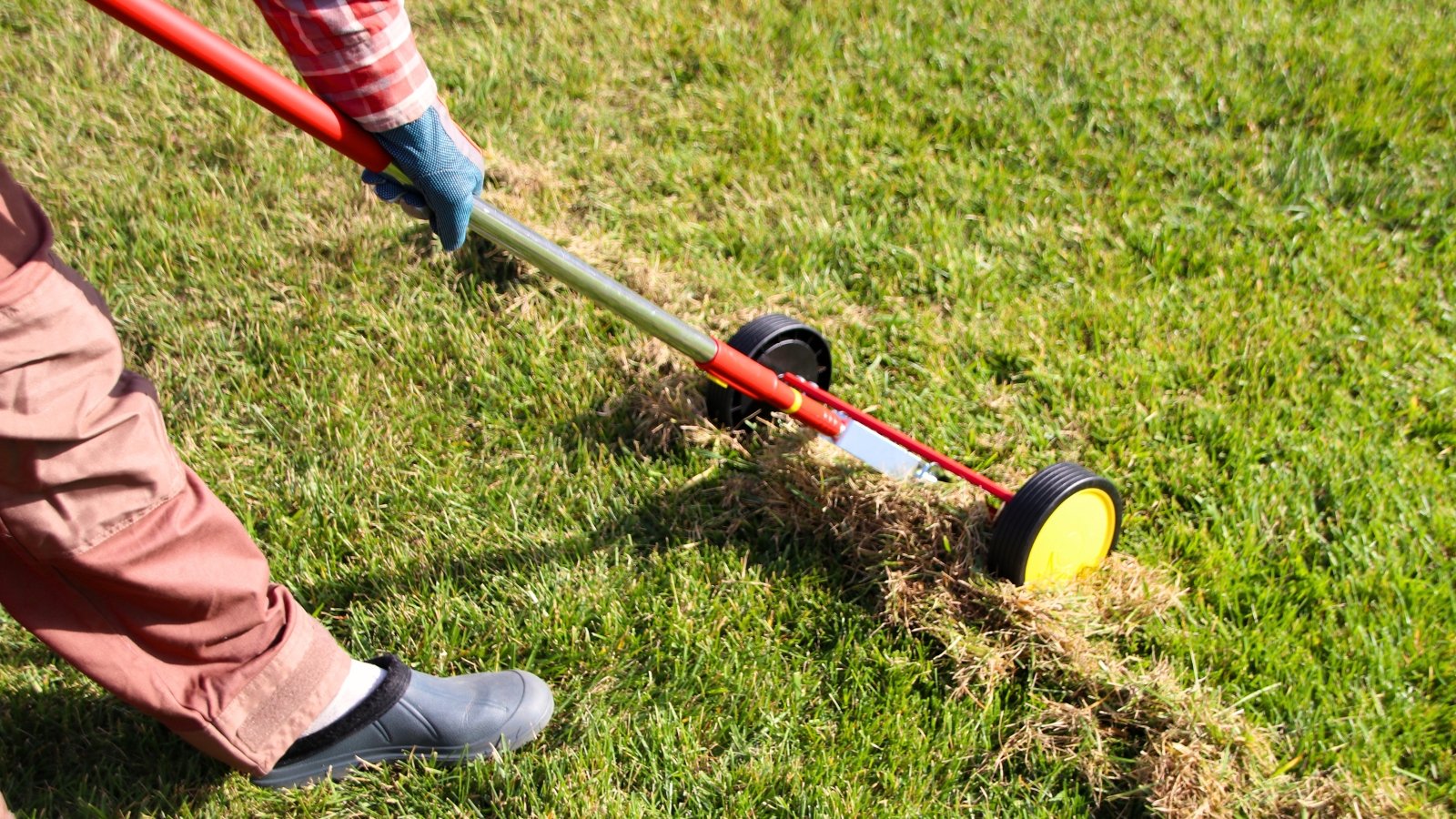 Gardener woman wearing gloves pushes a roller moss removal rake across a lawn, lifting dead grass in an autumn garden.