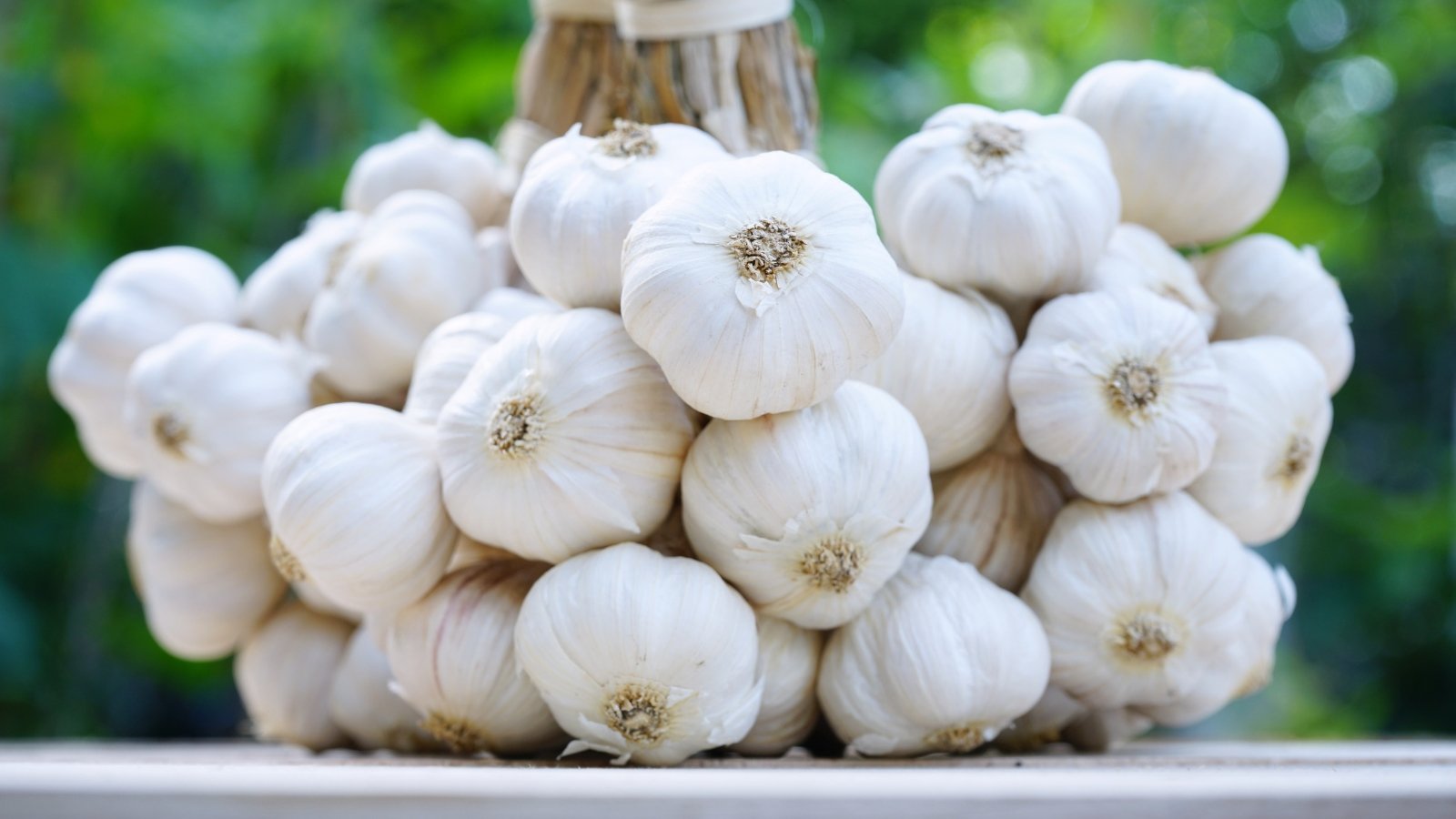 Bunch of bulbs with smooth, white papery skins tied together.
