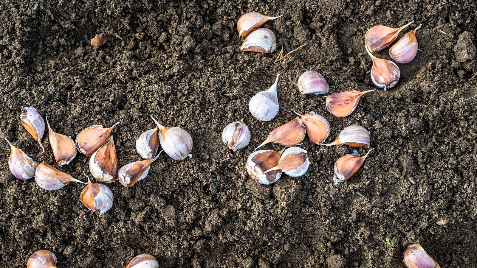 Several plump, pinkish garlic cloves with smooth, papery skins scattered across dark, loose garden soil.
