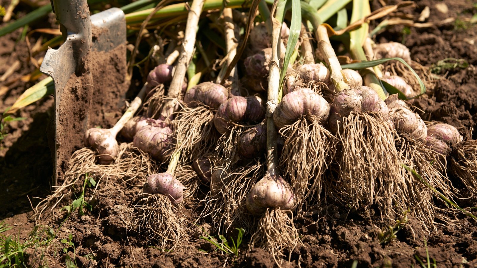 Close-up of a freshly picked bunch of garlic with thin dangling roots and bulbs, accompanied by vertical green tubular leaves, lying on the ground next to a stuck shovel.