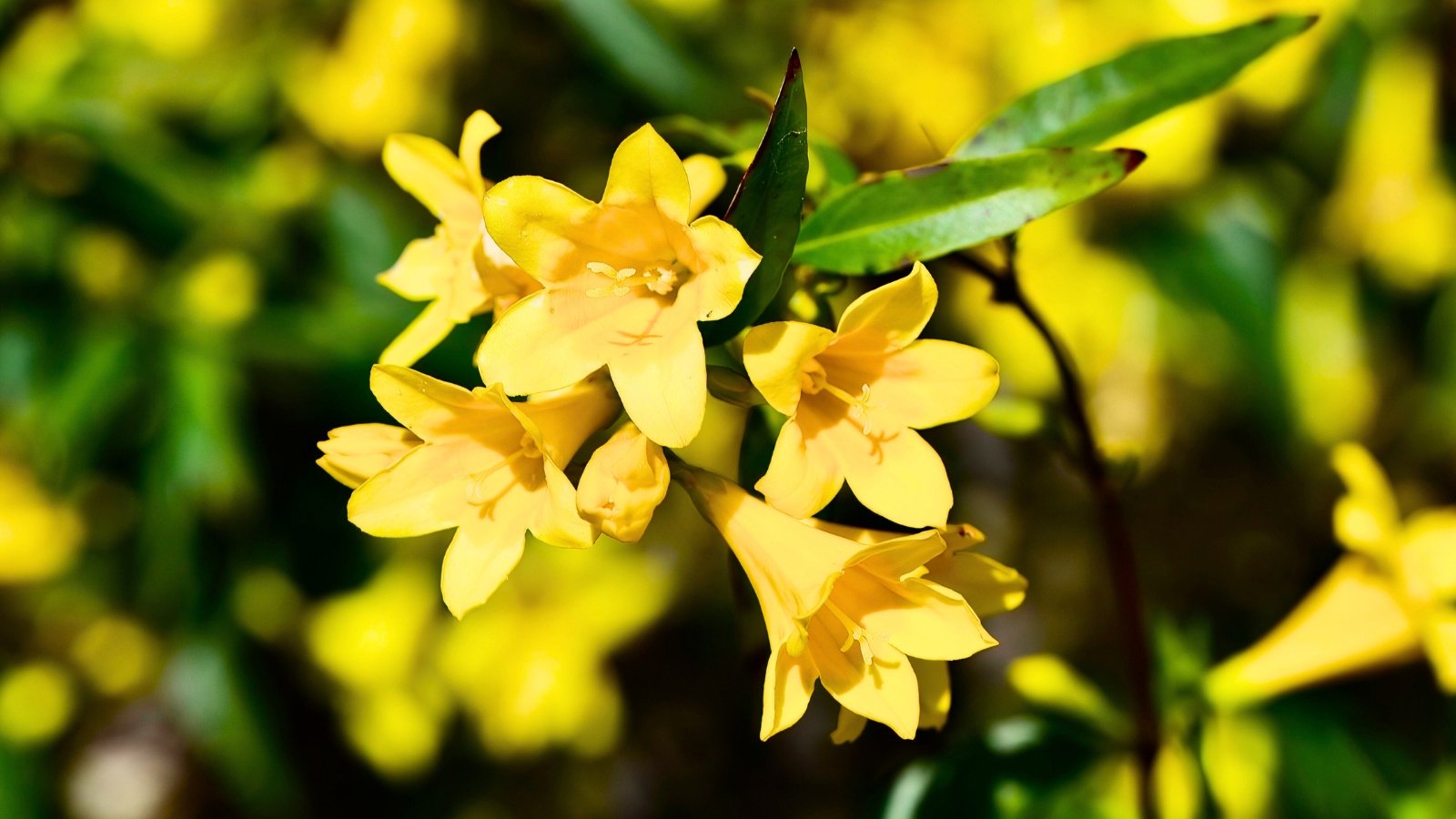 A cluster of bright yellow, trumpet-shaped flowers with five broad lobes and a subtle orange interior grows on a leafy stem.