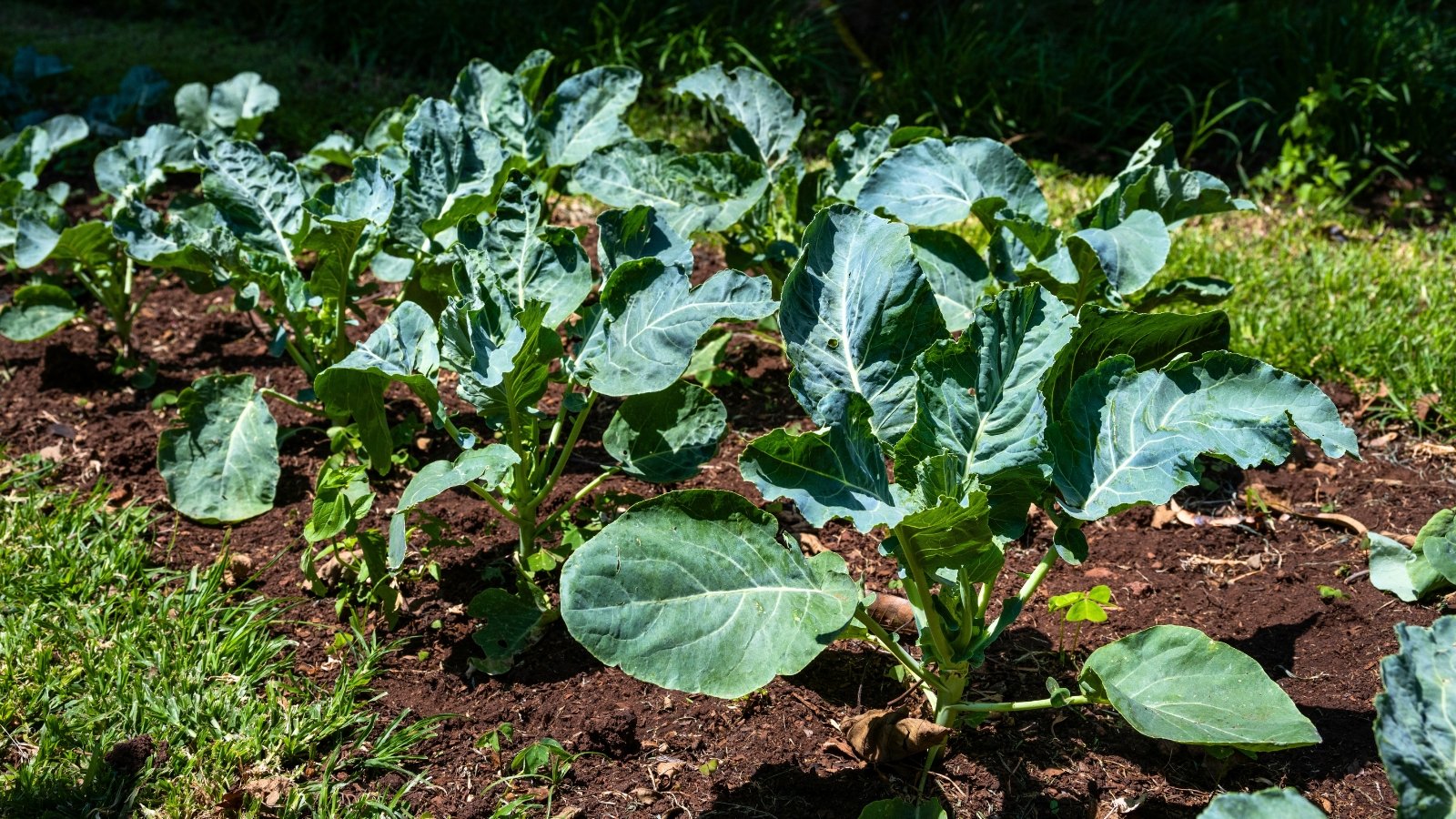 Rows of sturdy plants display thick, upright stems with broad, smooth, dark green leaves that have slightly wavy edges.