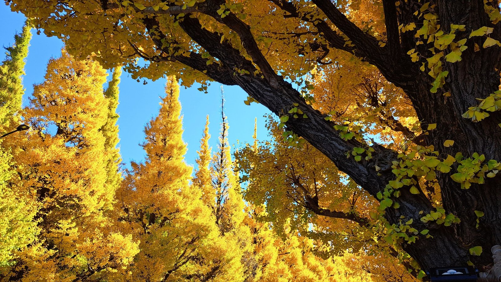 Tall, narrow trees with distinct fan-shaped leaves in a bright golden-yellow color, contrasting against a clear blue sky.