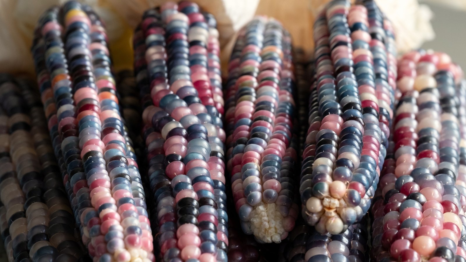 Ripe corn cobs with translucent, jewel-toned kernels in a rainbow of colors.
