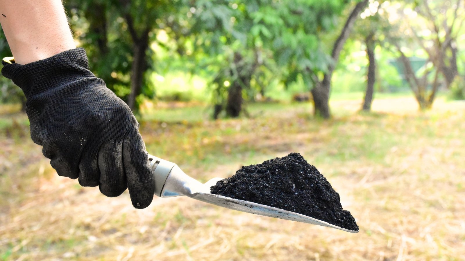 Close-up of a man's hand in a black glove holding a small shovel full of black biochar against a blurred background of green trees.