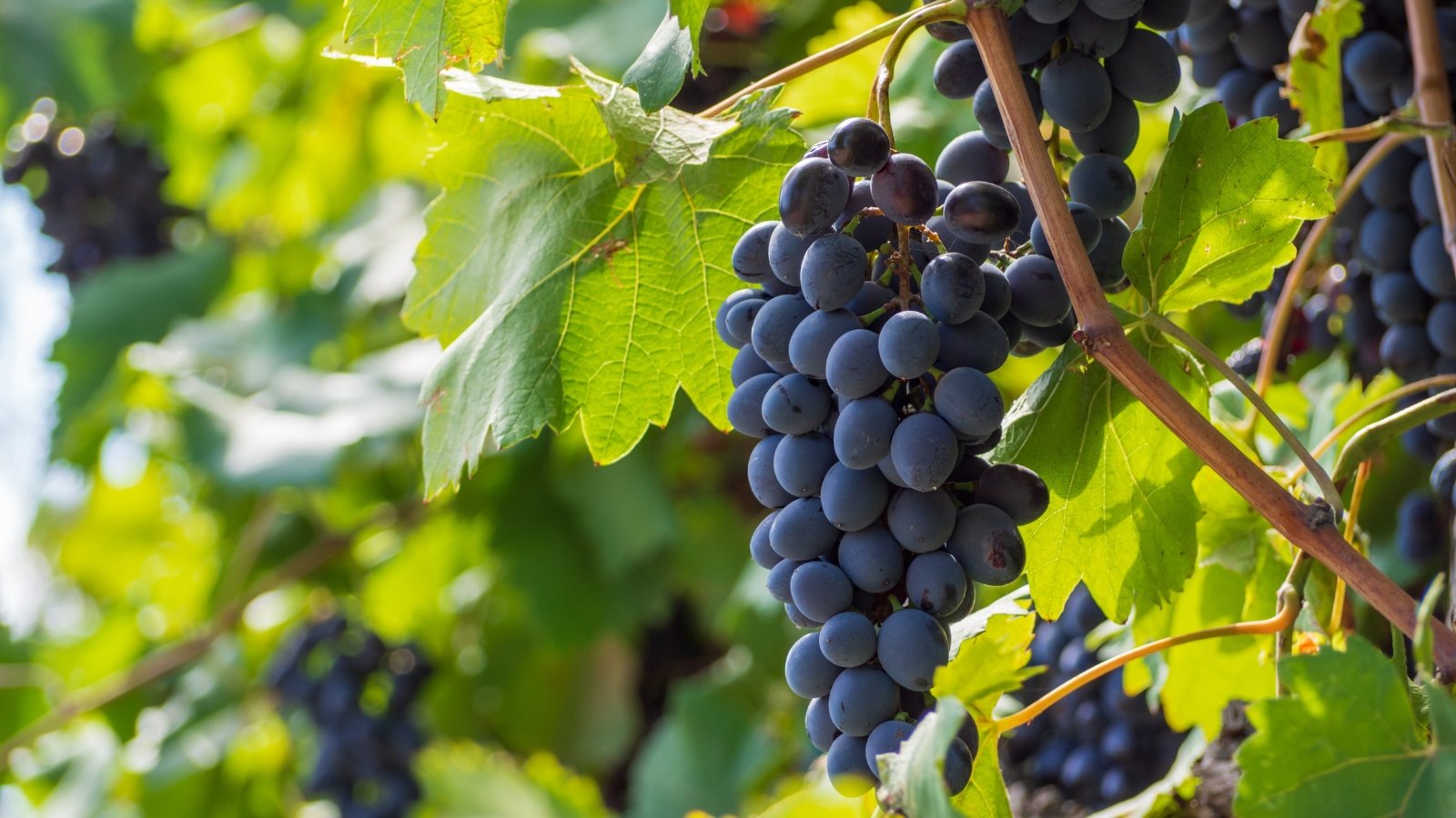 Vining plant with broad, lobed green leaves and tight clusters of deep purple, round grapes hanging from the stems.