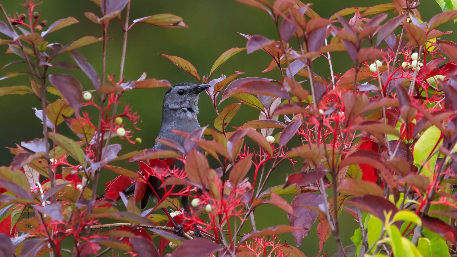 Grey Catbird with sleek gray plumage, a black cap, and long tail perched on a dogwood shrub, blending among red autumn foliage and white berry clusters.