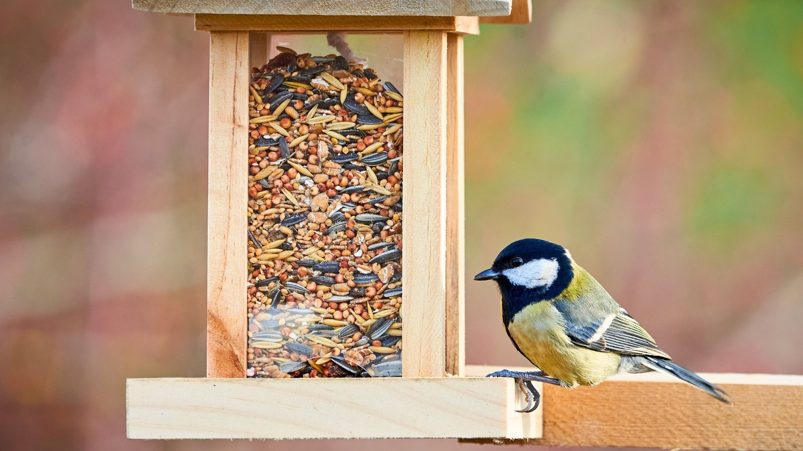 Great Tit with black, white, and yellow plumage perched on a wooden bird feeder filled with a mix of seeds.